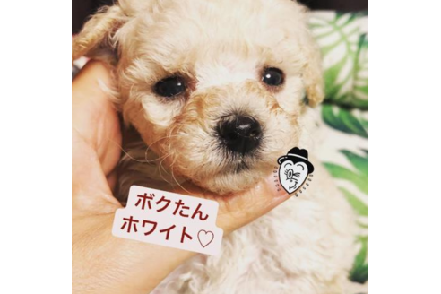 成約済の愛媛県のトイプードル-56669の1枚目