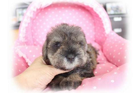 成約済の大阪府のミニチュアシュナウザー-56677の1枚目