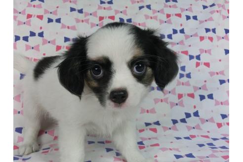 成約済の千葉県のパピヨン-54497の4枚目