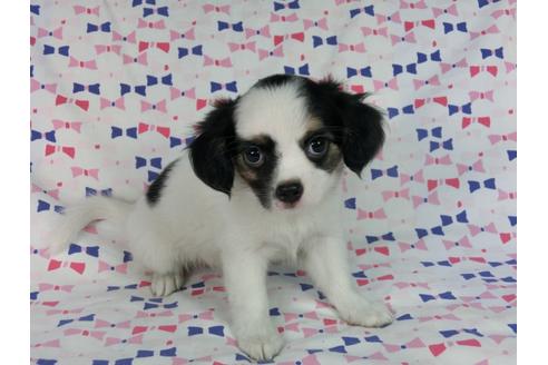 成約済の千葉県のパピヨン-54497の3枚目