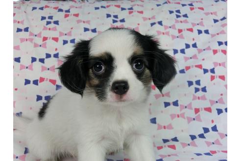 成約済の千葉県のパピヨン-54497の2枚目