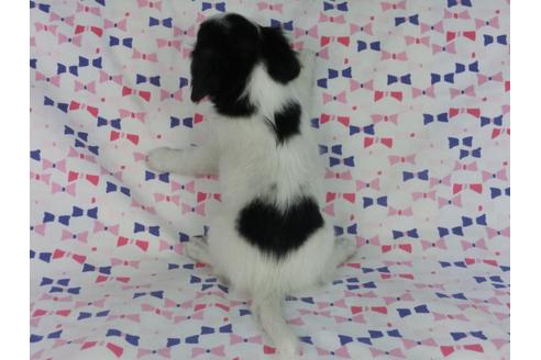 成約済の千葉県のパピヨン-54497の1枚目