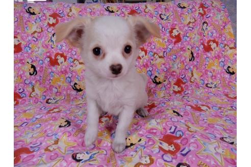 成約済の千葉県のチワワ(ロングコート)-54399の5枚目