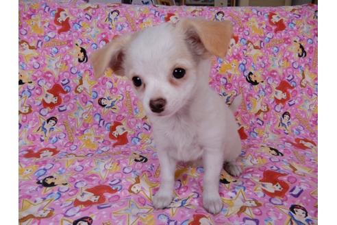 成約済の千葉県のチワワ(ロングコート)-54399の4枚目