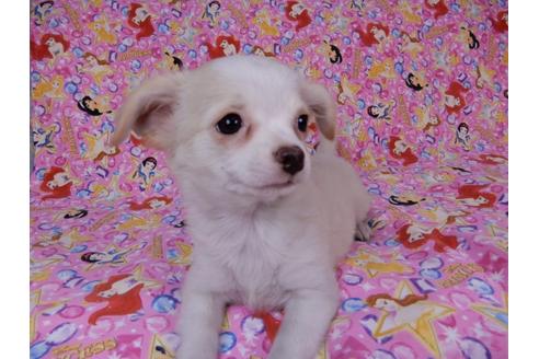 成約済の千葉県のチワワ(ロングコート)-54399の3枚目