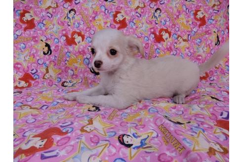 成約済の千葉県のチワワ(ロングコート)-54399の2枚目