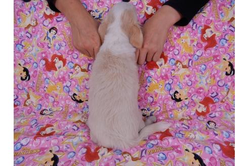 成約済の千葉県のチワワ(ロングコート)-54399の1枚目