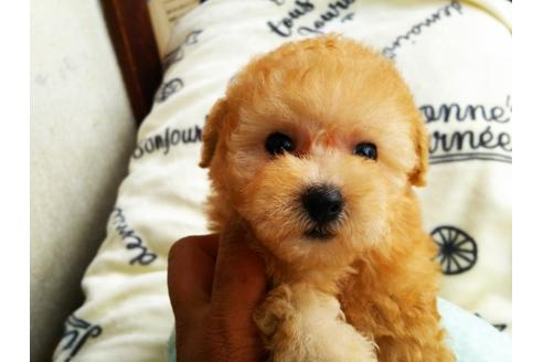 栃木県のトイプードル 女の子 18 07 01生まれ アプリコット クリーム系 子犬id ブリーダーナビ 栃木県のトイプードル 女の子 18 07 01生まれ アプリコット クリーム系 子犬id ブリーダーナビ