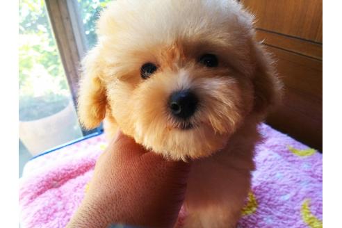 栃木県のトイプードル 女の子 18 07 01生まれ アプリコット クリーム系 子犬id ブリーダーナビ