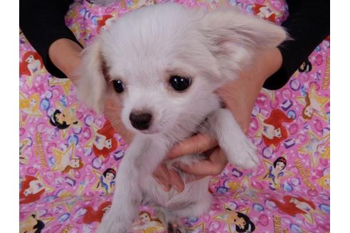成約済の千葉県のチワワ(ロングコート)-54217の5枚目