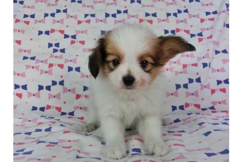 成約済の千葉県のパピヨン-55836の2枚目