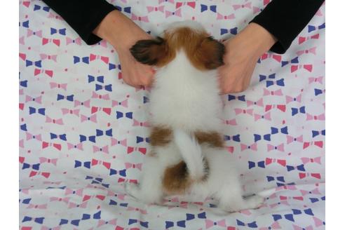 成約済の千葉県のパピヨン-55836の1枚目