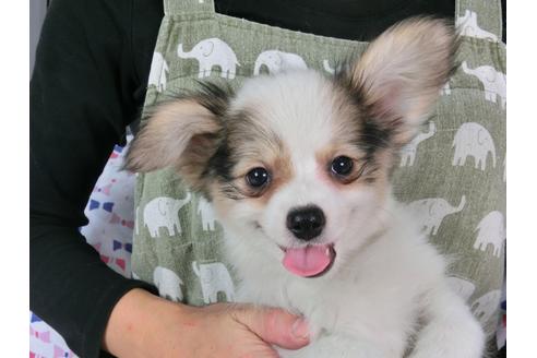 成約済の千葉県のパピヨン-54496の5枚目