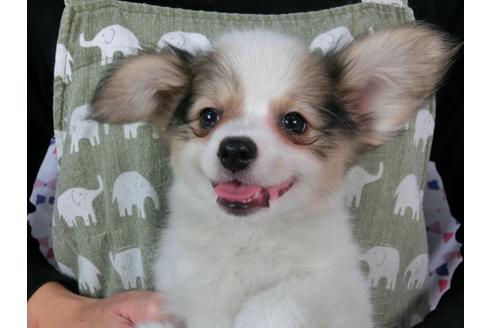 成約済の千葉県のパピヨン-54496の4枚目