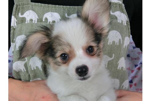 成約済の千葉県のパピヨン-54496の3枚目