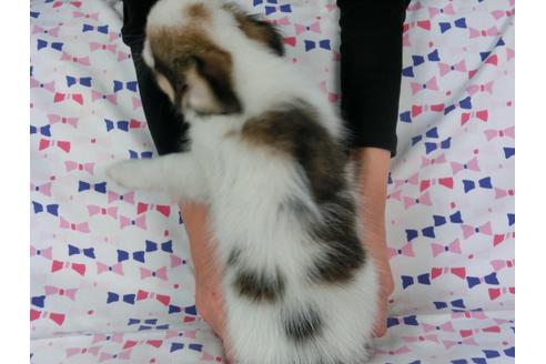 成約済の千葉県のパピヨン-54496の2枚目