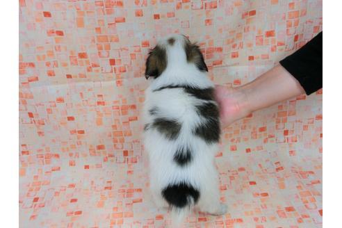 成約済の千葉県のパピヨン-54496の1枚目