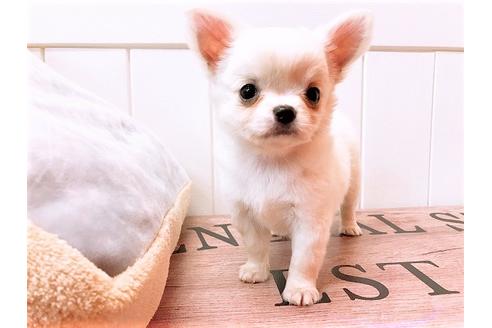 成約済の大阪府のチワワ(ロングコート)-56733の9枚目
