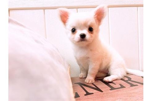 成約済の大阪府のチワワ(ロングコート)-56733の4枚目