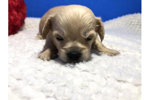 成約済の佐賀県のミックス犬-56761の2枚目