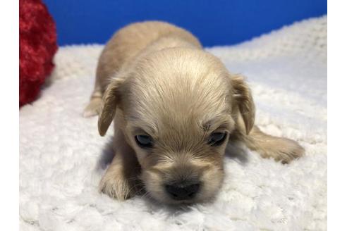 成約済の佐賀県のミックス犬-56761の1枚目