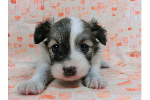 成約済の千葉県のパピヨン-56773の4枚目