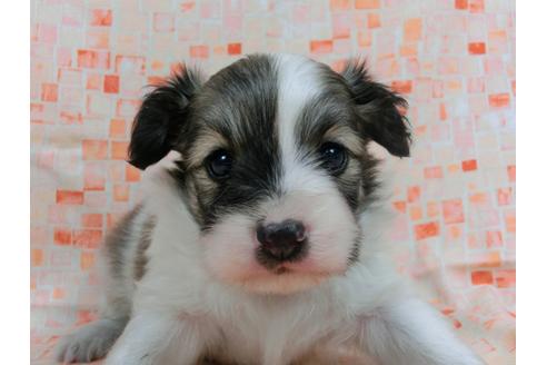 成約済の千葉県のパピヨン-56773の3枚目