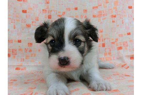 成約済の千葉県のパピヨン-56773の2枚目