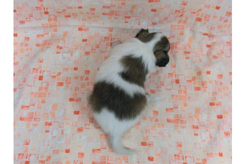 成約済の千葉県のパピヨン-56773の1枚目