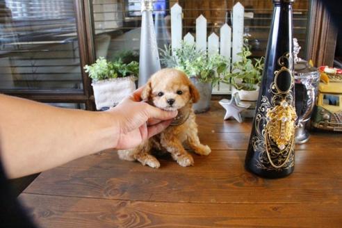 成約済の埼玉県のトイプードル-56396の5枚目