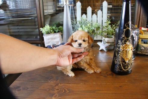 成約済の埼玉県のトイプードル-56396の4枚目