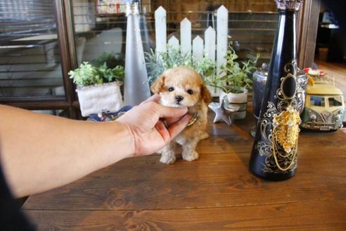 成約済の埼玉県のトイプードル-56396の3枚目