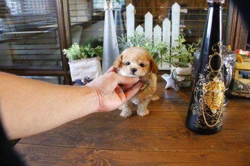 成約済の埼玉県のトイプードル-56396の2枚目