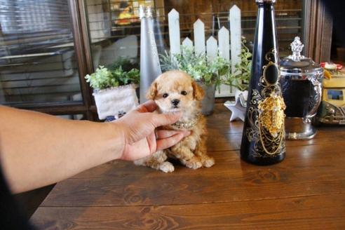 成約済の埼玉県のトイプードル-56396の1枚目