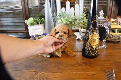 成約済の埼玉県のトイプードル-56398の5枚目