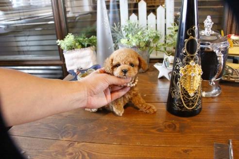 成約済の埼玉県のトイプードル-56398の4枚目