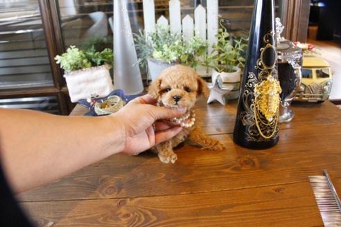 成約済の埼玉県のトイプードル-56398の3枚目