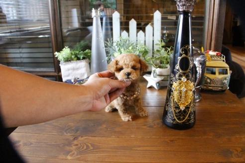 成約済の埼玉県のトイプードル-56398の2枚目