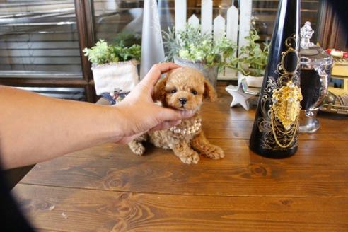 成約済の埼玉県のトイプードル-56398の1枚目