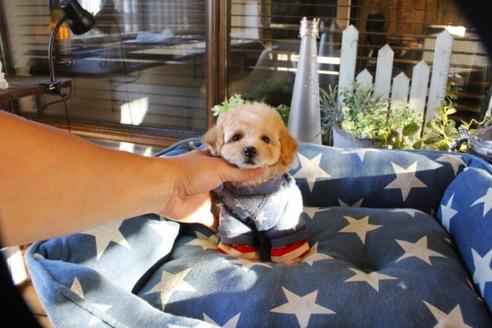 成約済の埼玉県のトイプードル-56002の5枚目