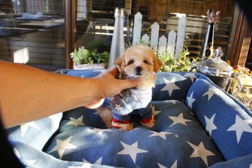 成約済の埼玉県のトイプードル-56002の3枚目