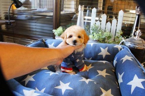 成約済の埼玉県のトイプードル-56002の4枚目