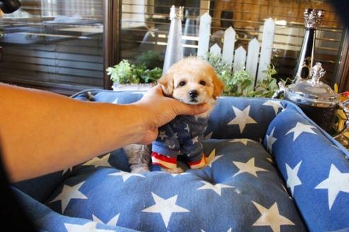 成約済の埼玉県のトイプードル-56002の1枚目