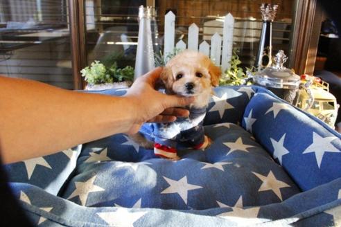 成約済の埼玉県のトイプードル-56002の2枚目