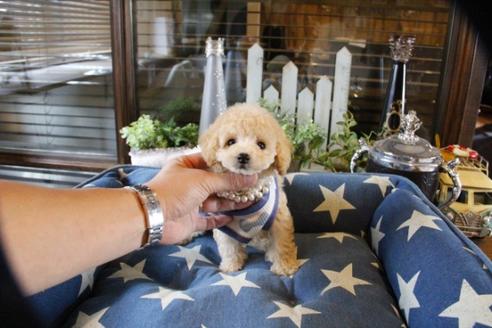 成約済の埼玉県のトイプードル-56000の5枚目