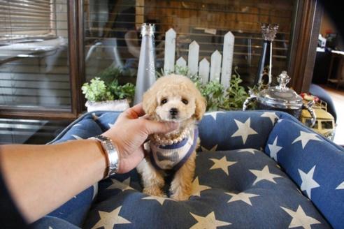 成約済の埼玉県のトイプードル-56000の4枚目