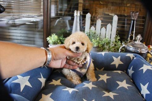 成約済の埼玉県のトイプードル-56000の3枚目