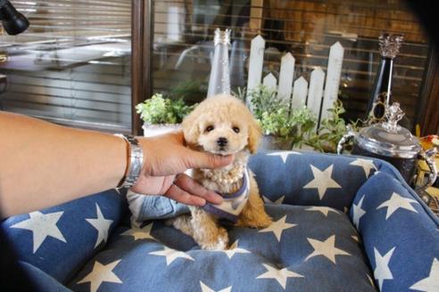 成約済の埼玉県のトイプードル-56000の2枚目