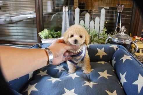 成約済の埼玉県のトイプードル-56000の1枚目