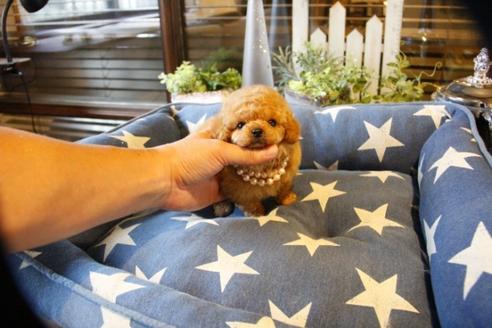 成約済の埼玉県のトイプードル-56387の5枚目